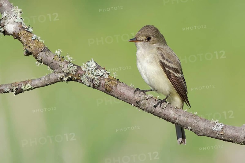Alder Flycatcher (Empidonax alnorum), Minnesota, USA
