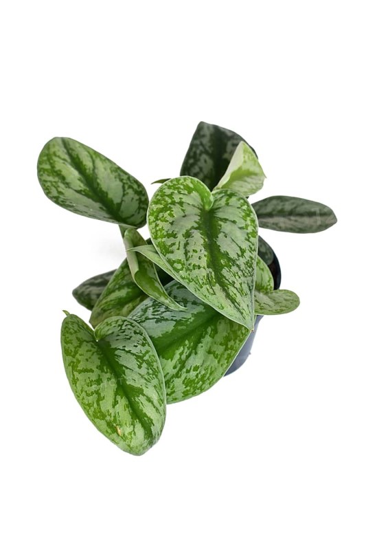 Exotic houseplant called 'Scindapsus Pictus Exotica' or 'Satin Pothos' with velvet texture and silver spot pattern in black flower pot on white background