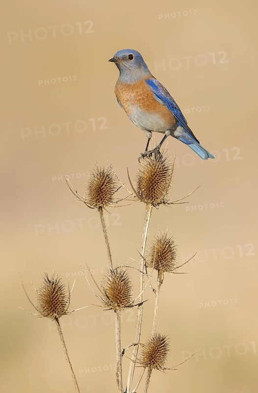Western Bluebird (Sialia mexicana), California, USA