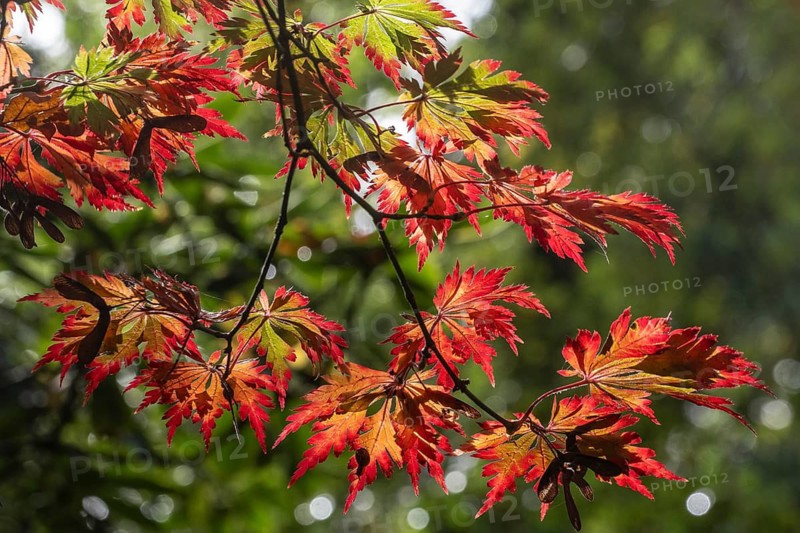 Adenhut leaf maple (Acer japonicum aconitifolium), autumn leaves, Emsland, Lower Saxony, Germany