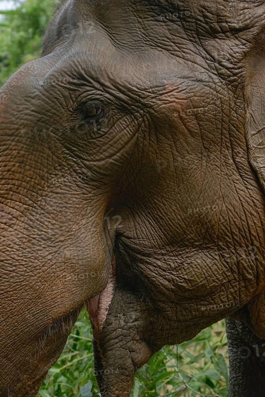A detailed close-up of an Asian elephant in Thailand, showcasing its textured skin and gentle eye amidst lush greenery, capturing the beauty of wildlife in its natural habitat