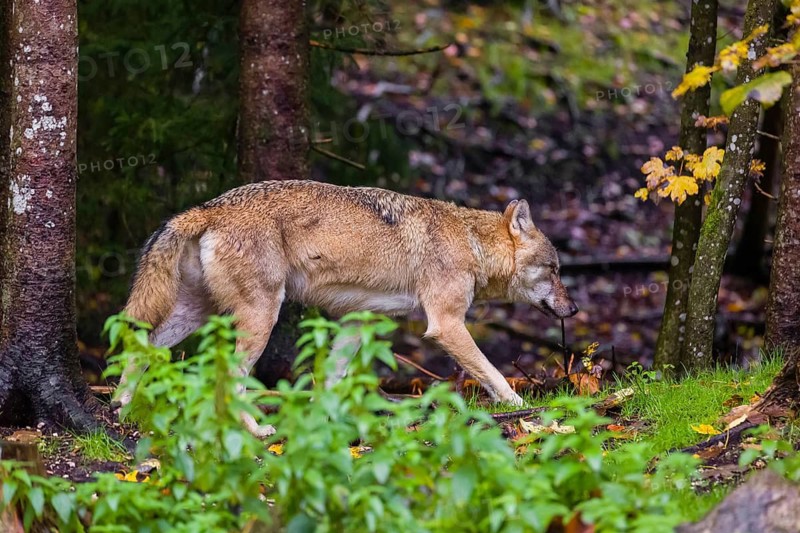An adult male Eurasian gray wolf (Canis lupus lupus) walks in a green meadow at the edge of a forest
