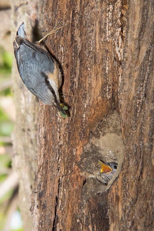 Eurasian Nuthatch (Sitta europaea) feeding young in nest cavity, Aosta Valley, Italy