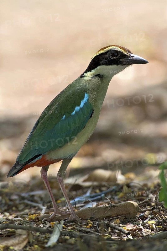Fairy Pitta (Pitta nympha), Western Australia, Australia