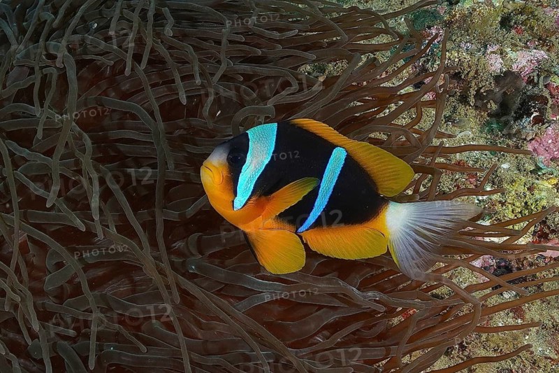 Allard's clownfish (Amphiprion allardi)