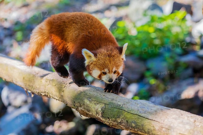 One red panda, Ailurus fulgens, balancing over a log, serving as a bridge