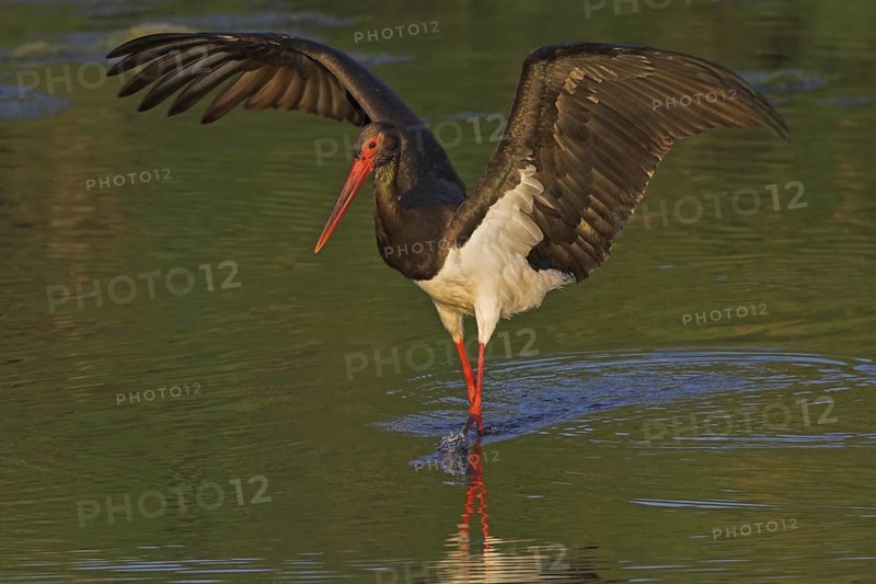 Black Stork (Ciconia nigra) foraging, Lesvos, Greece
