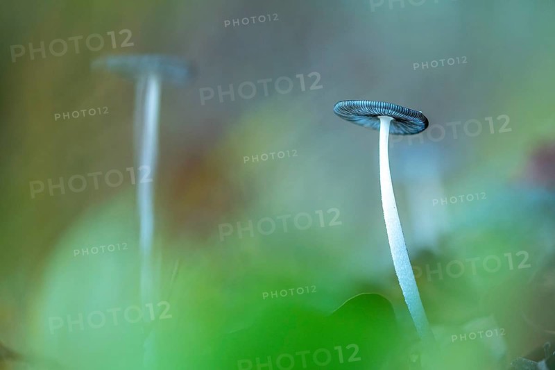 Two tall, slender mushrooms stand elegantly against a soft focus background, surrounded by lush greenery, capturing the beauty and simplicity of nature details
