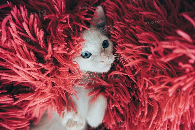 A charming white cat with striking blue eyes nestled in the soft folds of a vibrant red, shaggy blanket, peering up curiously