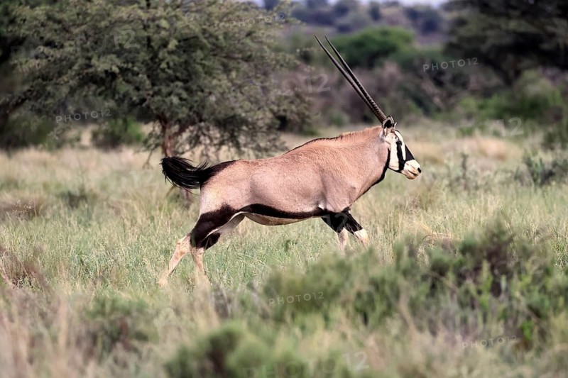 Oryx gazella, South African spikebuck, adult, running, foraging, Mokala National Park, Northern Cape, South Africa