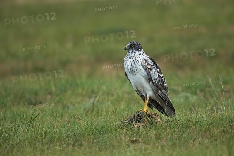 Eastern Marsh Harrier (Circus spilonotus) male perched on a branch, Dornod Aimag, Mongolia