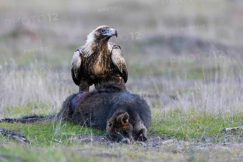 Wedge-tailed Eagle (Aquila audax) juvenile on the carcass of a Swamp Wallaby (Wallabia bicolor), Victoria, Australia