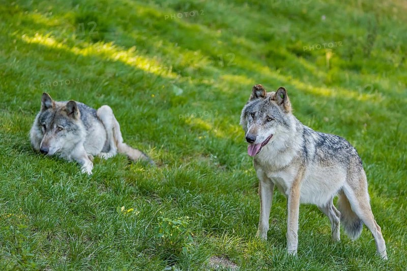 Two adult male eurasian gray wolves (Canis lupus lupus). One is resting, one is standing