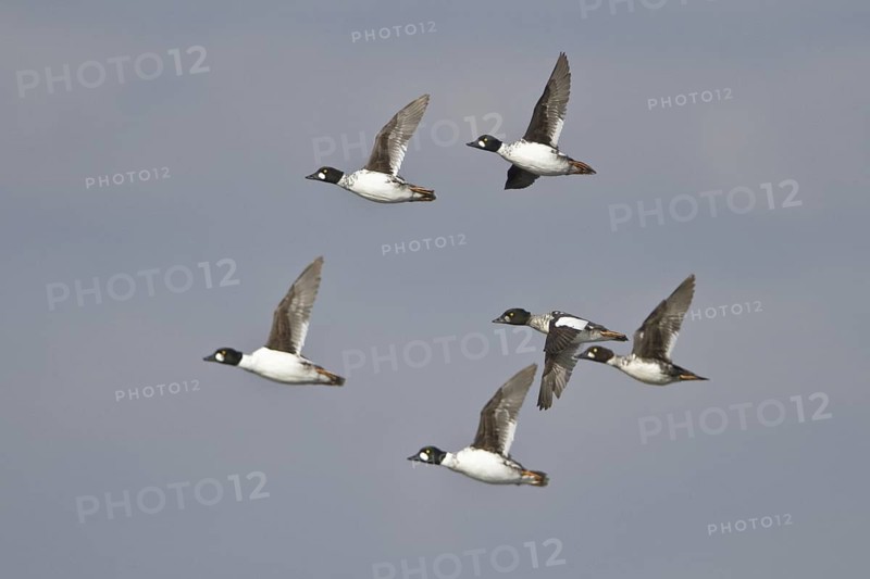 Common Goldeneye (Bucephala clangula) flying, British Columbia, Canada