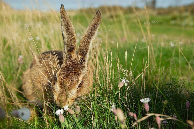 European brown hare (Lepus europaeus) juvenile leveret feeding in grassland in summer, England, United Kingdom