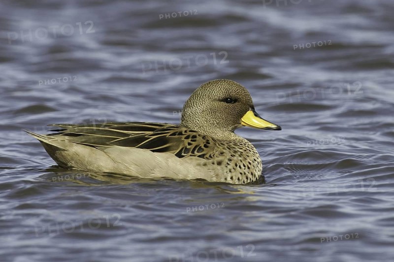 Yellow-billed Teal (Anas flavirostris), Falkland Islands