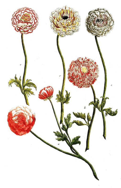 Botany, plants, illustration of Asian buttercup, Ranunculus asiaticus, a. ranunculus afiaticus, b. ranunculus asiaricus, c. ranunculus asiatici