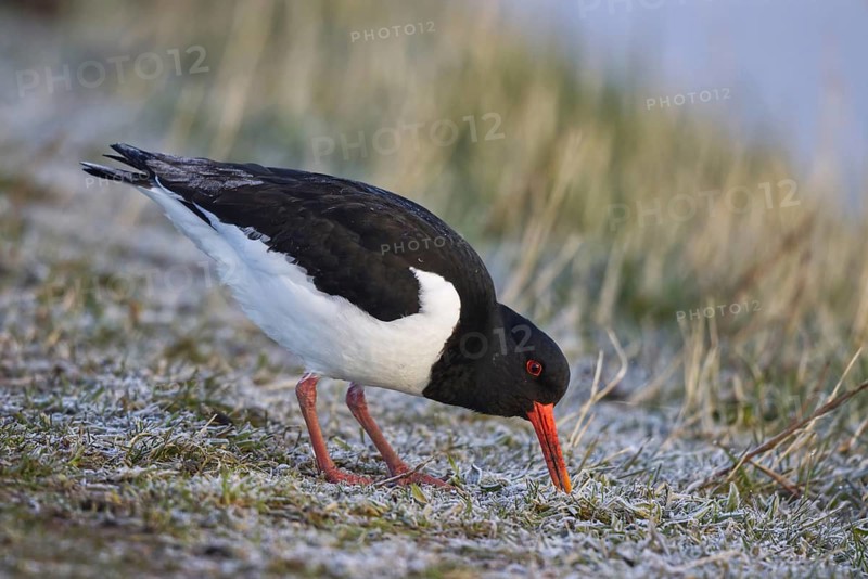 Eurasian Oystercatcher (Haematopus ostralegus) foraging, North Rhine-Westphalia, Germany