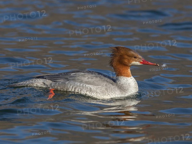 Common Merganser (Mergus merganser) female, Wales, United Kingdom