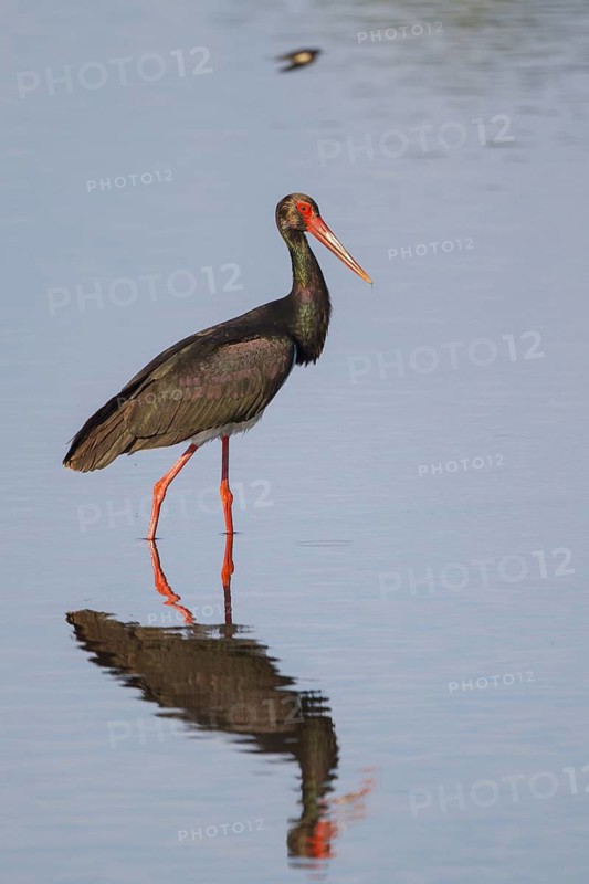 Black Stork (Ciconia nigra) foraging, Greece