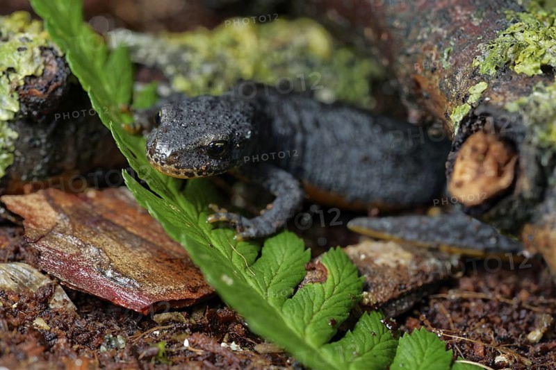 Alpine newt on a wet ground. leaves and lichens. Hessen, Germany