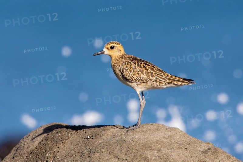Pacific Golden Plover (Pluvialis fulva), Victoria, Australia