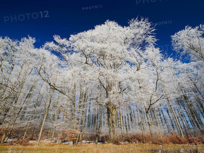Beech woodland (Fagus sylvatica), covered in hoarfrost against a deep blue sky in winter, beside Breuna, North Hesse, Germany