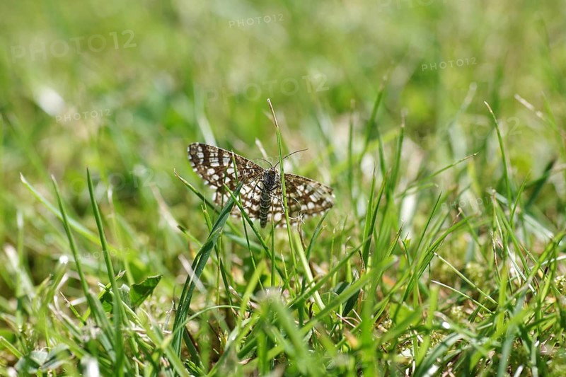 Lattice moth (Chiasmia clathrata), moth, grass, In the close-up you can see the butterfly from below