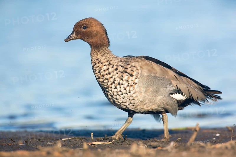 Maned Duck (Chenonetta jubata) male, Victoria, Australia