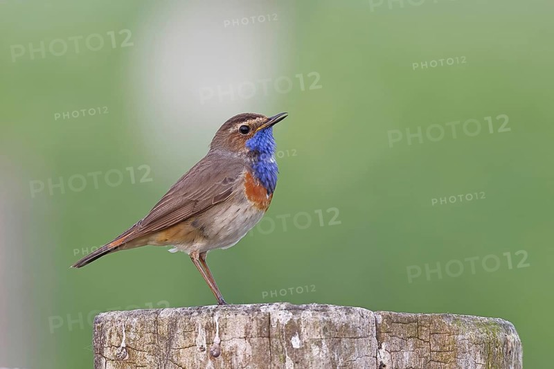 Bluethroat (Luscinia svecica cyanecula), male, on a pasture fence post, wildlife, Lembruch, Ochsen Moor, Dümmer nature park Park, Lower Saxony, Germany