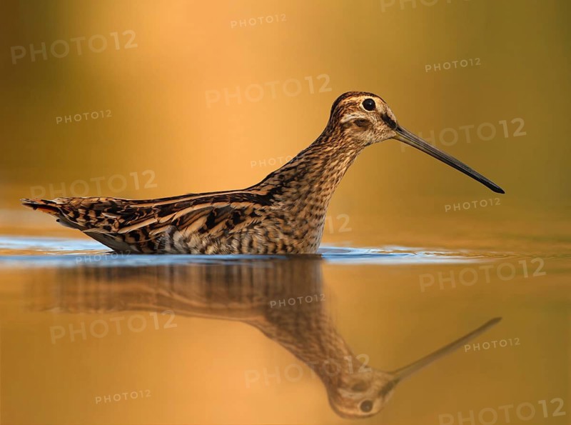 Common Snipe (Gallinago gallinago), Utrecht, Netherlands