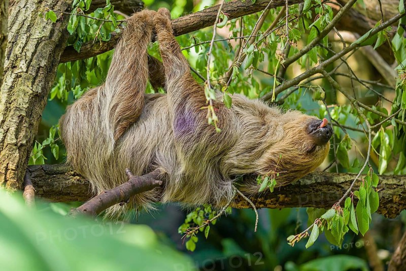 A Linnaeus's two-toed sloth (Choloepus didactylus) hangs down from a branch of a tree, with tongue out