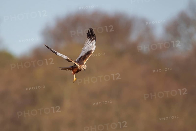 Marsh harrier (Circus aeruginosus) adult raptor bird of prey in flight, RSPB Minsmere nature reserve, Suffolk, England, United Kingdom