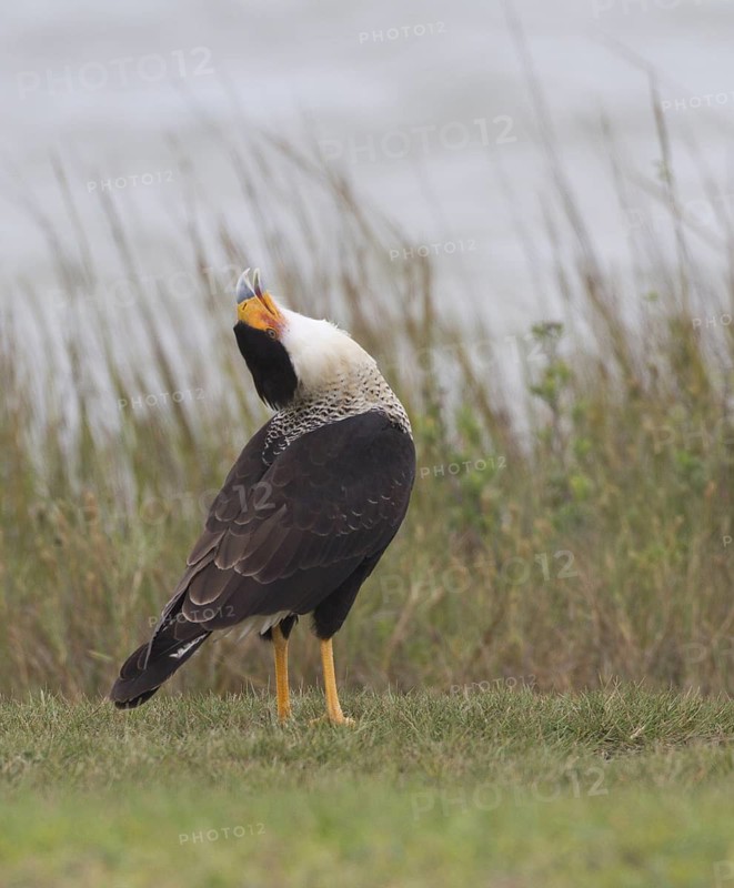 Northern Crested Caracara (Caracara cheriway), Texas, USA