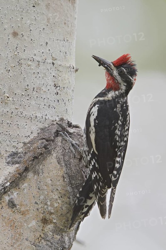 Red-naped Sapsucker (Sphyrapicus nuchalis) male, Alberta, Canada