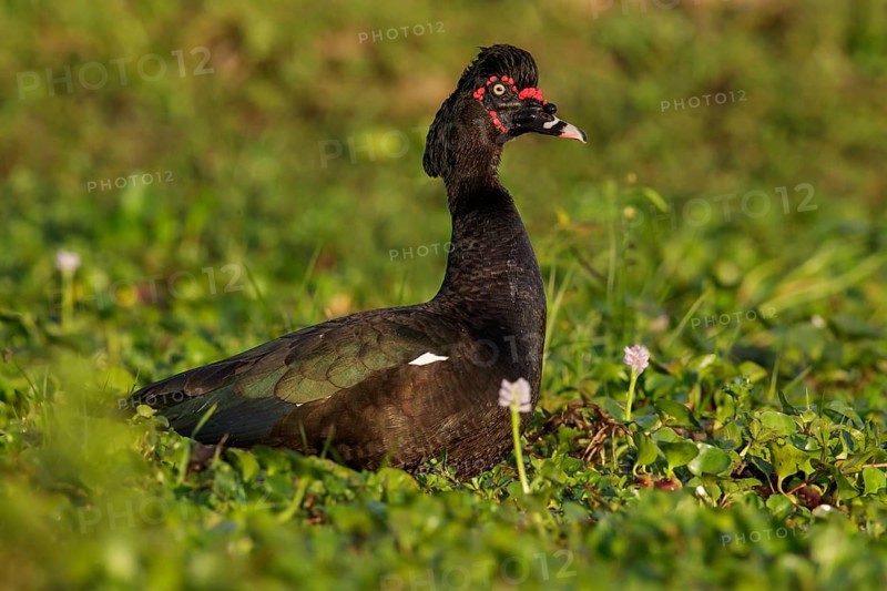 Muscovy Duck (Cairina moschata) feeding in a wetland area in the Pantanal region of Brazil