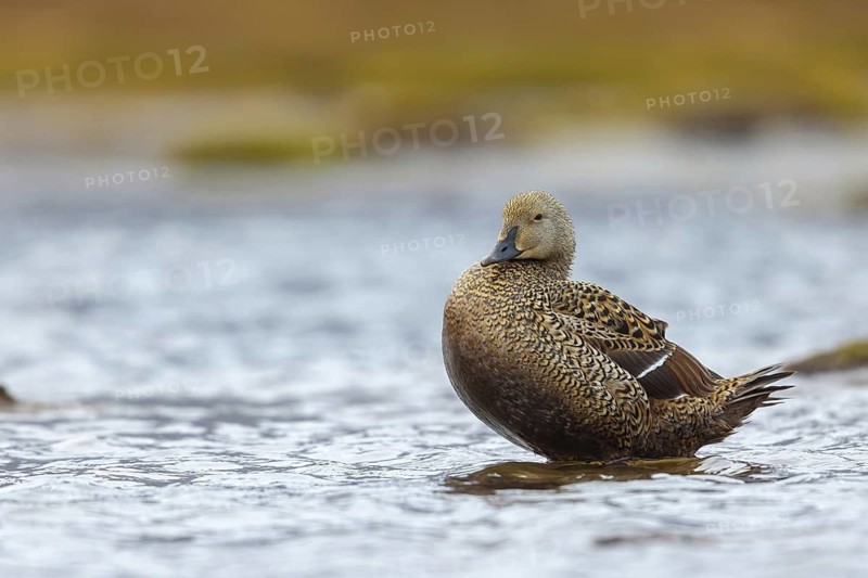 Eider duck, (Somateria spectabilis), animals, birds, duck birds, eider, Longyearbyen, Svalbard / Spitsbergen, Norway
