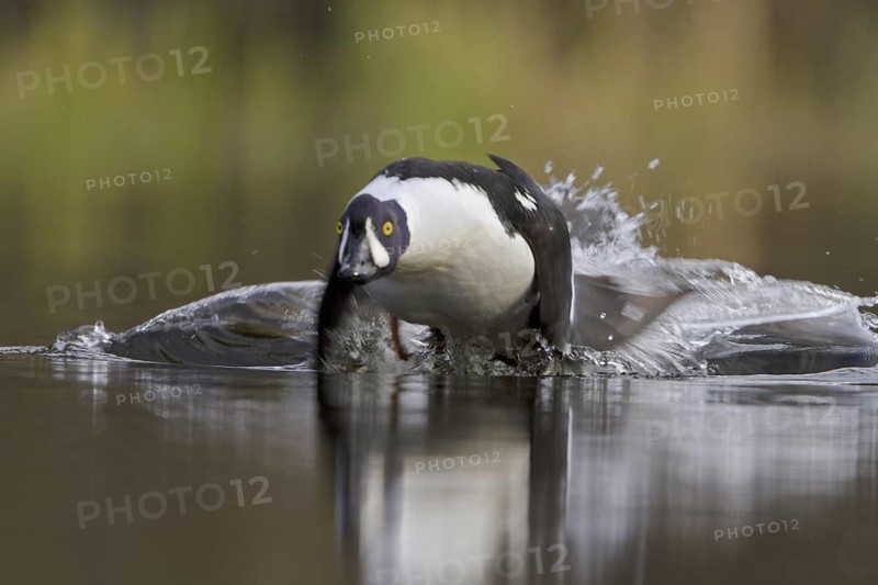 Barrow's Goldeneye (Bucephala islandica) male, British Columbia, Canada