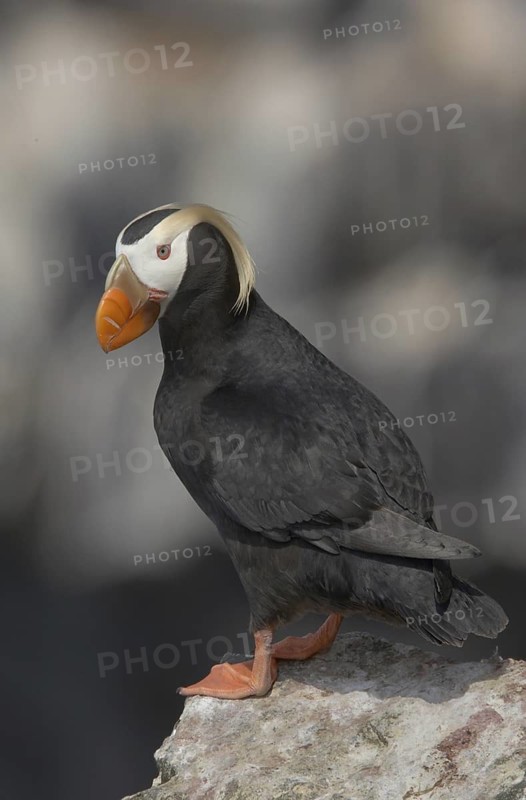 Tufted Puffin (Fratercula cirrhata), Alaska, USA