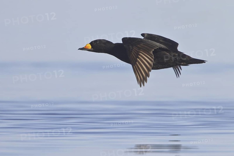 Black Scoter (Melanitta americana) flying, Manitoba, Canada