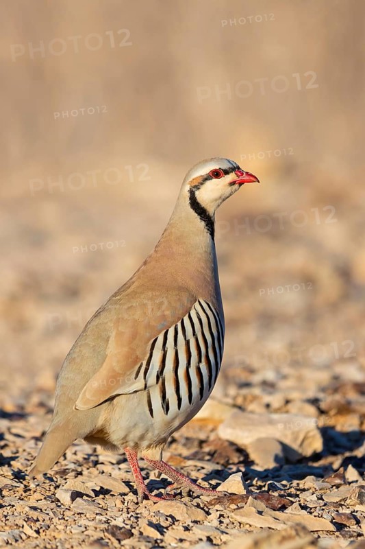 Chukarhuhn, Chukar, Chukar Partridge, Alectoris chukar, Perdrix choukar, Perdiz Chucar