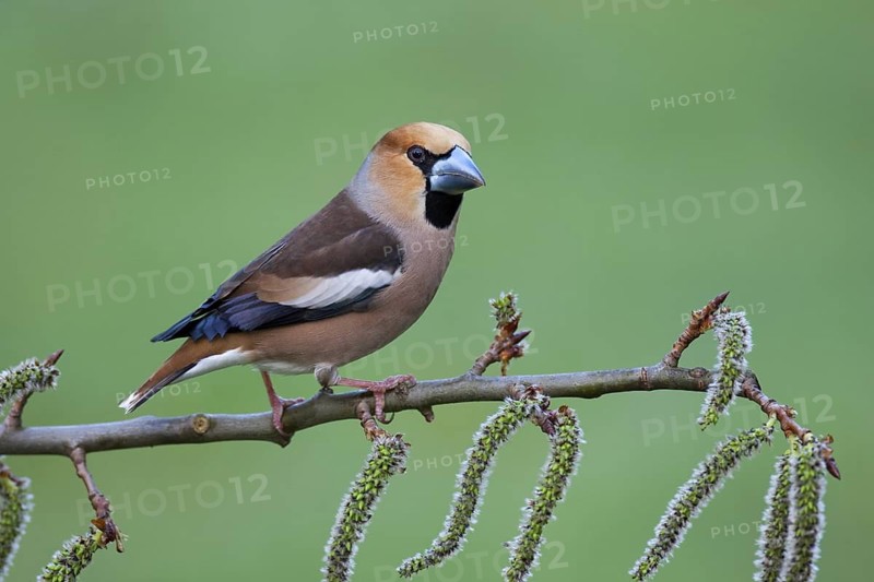 Hawfinch (Coccothraustes coccothraustes), Brandenburg, Germany