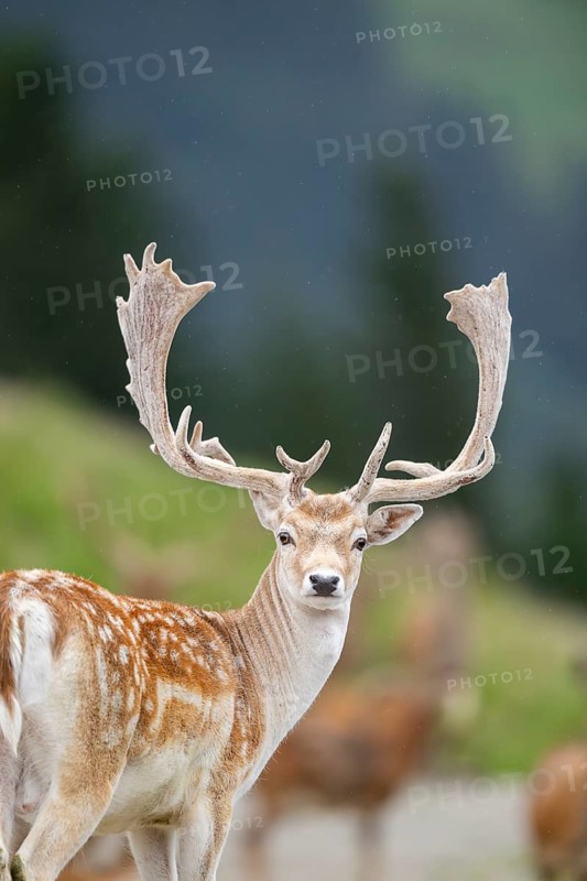 European fallow deer (Dama dama) stag, portrait, tirol, Kitzbühel, Wildpark Aurach, Austria