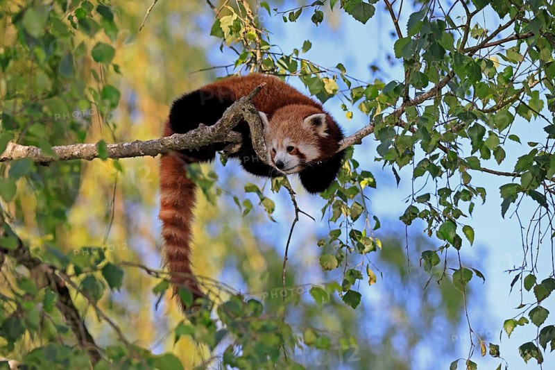 Western Red panda Ailurus fulgens), adult, on tree, captive, Himalayas, Central Asia