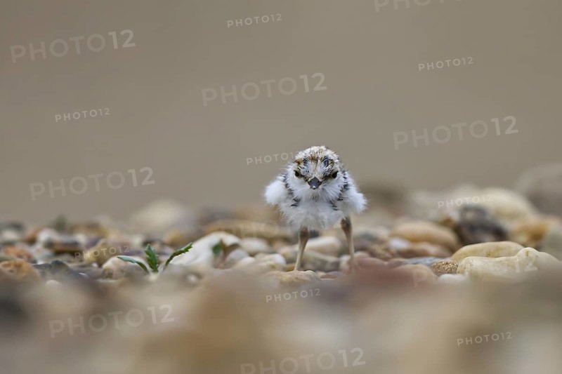 Little Ringed Plover (Charadrius dubius) chick, North Rhine-Westphalia, Germany