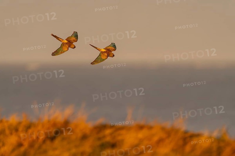 Rock parakeets (Cyanoliseus patagonus), two birds in flight over coastal vegetation in the evening light, Balneario El Cóndor, Río Negro province, Argentina