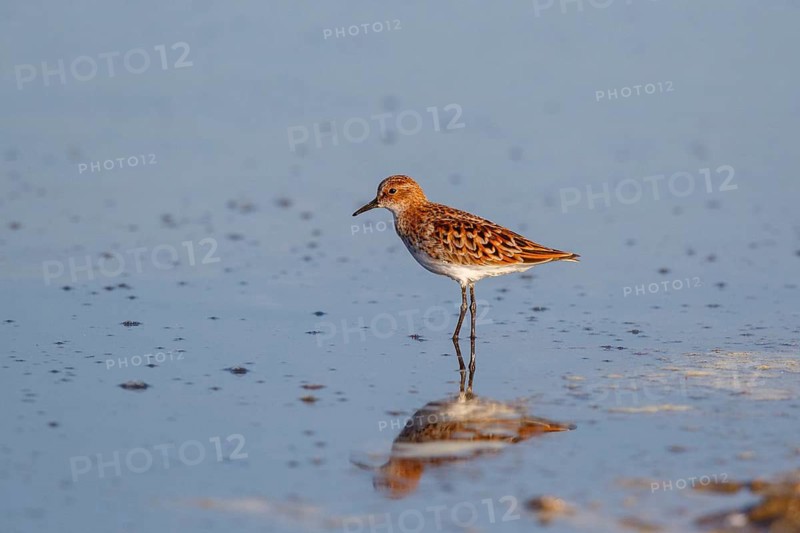 Little Stint (Calidris minuta) foraging, Greece