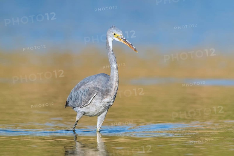 Western Reef Heron (Egretta gularis), Eilat, Israel