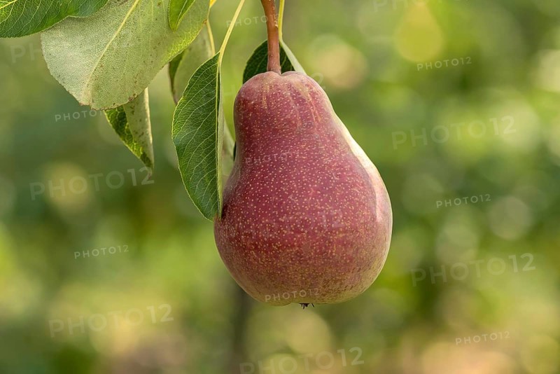 Pear (Pyrus communis CLAPPS LIEBLING),  Austria