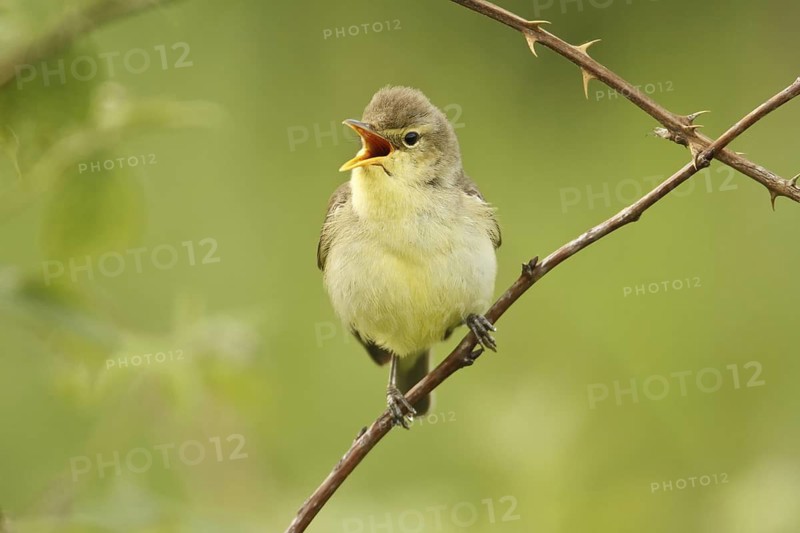 Melodious Warbler (Hippolais polyglotta) singing, Saarland, Germany